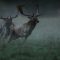 Episode 7: The Fallow Deer