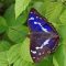 Episode 12: The Purple Emperor Update
